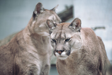 Fototapeta na wymiar Mountain Lions