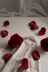 red rose and petals