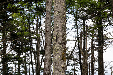 Centered old tree trunk covered in lichen and mossy growths, part of a larger forest, horizontal aspect