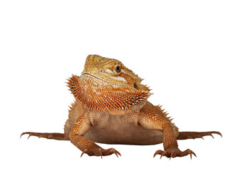 Young adult orange Bearded Dragon aka Pogona Vitticeps, standing facing front with head turned to the side. Isolated cutout on transparent background.