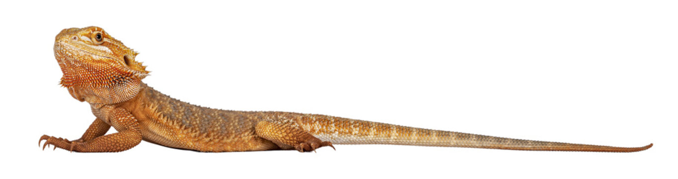 Young adult orange Bearded Dragon aka Pogona Vitticeps, standing side ways, looking to camera. Isolated cutout on transparent background.
