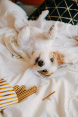 Puppy birthday, party hat, little white funny dog Jack Russell, happy lying on the bed, pet...