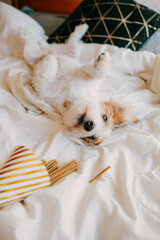 Puppy birthday, party hat, little white funny dog Jack Russell, happy lying on the bed, pet...