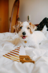 Puppy birthday, party hat, little white funny dog Jack Russell, happy lying on the bed, pet...