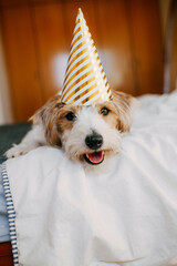 Puppy birthday, party hat, little white funny dog jack russell happy sitting on bed, pet celebration