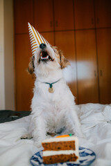 Puppy birthday, party hat, little white funny dog jack russell happy sitting on bed, pet celebration