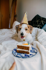 Puppy birthday, party hat and cake, little white jack russell dog, pet party
