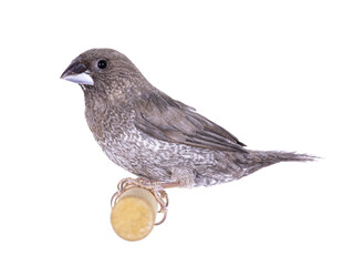 Society Finch aka Lonchura domesticus, sitting on wooden branch. Isolated cutout on transparent background.