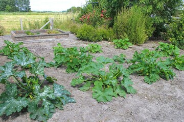 a group big green zucchini courgette plants with in the vegetable garden in springtime