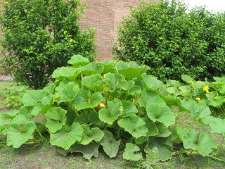 a big pumpkin plant with a lot of green leaves in the vegetable garden in springtime