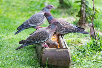 Wild Picazuro Pigeons Eating Corn Kernels