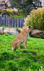 Cheetah, the fastest animal, walks on the grass
