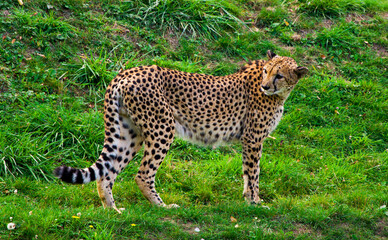 Cheetah, the fastest animal, walks on the grass