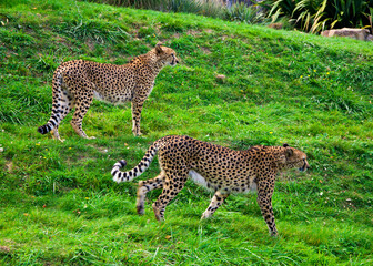 Cheetah, the fastest animal, walks on the grass