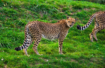 Cheetah, the fastest animal, walks on the grass