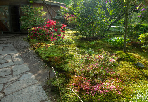 Pink, red flowers in landscaoe in japanese garden in the Hague