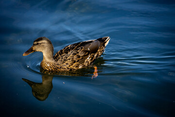 Swimming Duck
