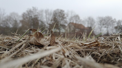 Trockenes Laub und Gras mit kahlen B&auml;umen und H&auml;usern im Hintergrund