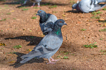 Flock of pigeons flying over the Street