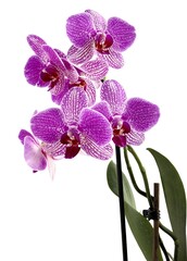Fototapeta na wymiar pretty purple orchid Phalaenopsis isolated close up
