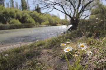 flowers in the river