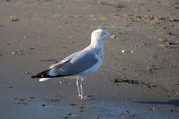 Möwe am Strand