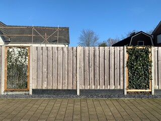 Modern wooden fence with vertical gardening. Combined fence of wood planks and hedge of evergreen ivy (Hedera Helix)