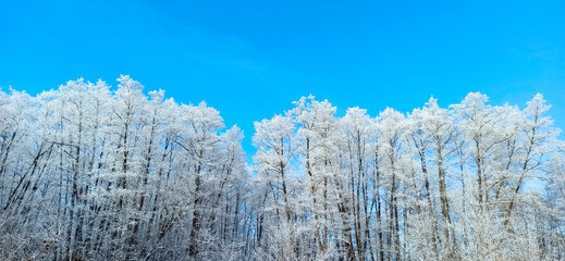 Trees covered with hoarfrost. Frosty weather. Winter park with beautiful trees