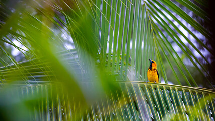 Beautiful yellow tailed oriole sitting on the palm leaf spotted in Costa Rica - obrazy, fototapety, plakaty