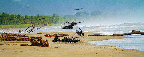 Incredible sight of black vultures coming down and eating hatchling turtles on San Miquel beach on Nicoya peninsula in Costa Rica