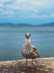 seagull on the beach