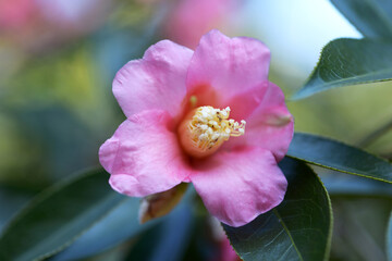 Fototapeta premium 土佐有楽 椿の花