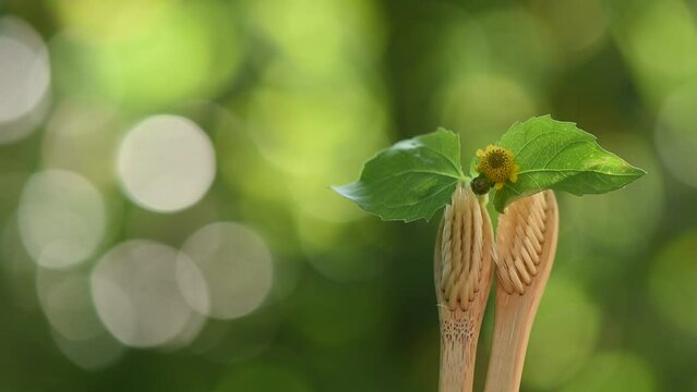 Acmella oleracea or Toothache plant on nature background.