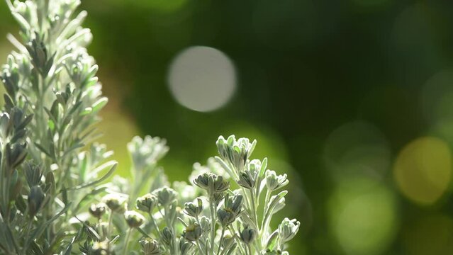 Crossostephium flowers on nature background.