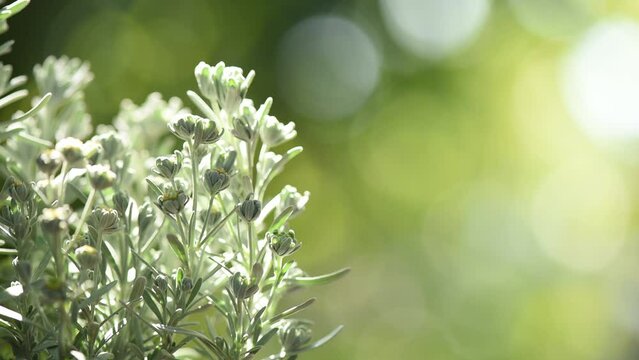 Crossostephium flowers on nature background.