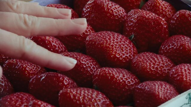Female hand gently touches juicy red strawberry. Harvest of ripe delicious berries. Healthy vegan food concept. Eco fruits and berries in summer.