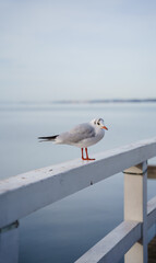 Möve in Bregenz