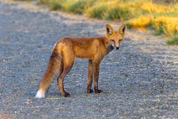 Young Red Fox - A cute young Red Fox standing at middle of a hiking trail on a bright Autumn...