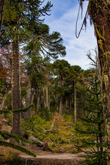 surrounded by ancient forest