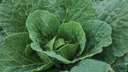 Wirsing Kohl Pflanze wächst draußen im Beet brassica oleracea capitata