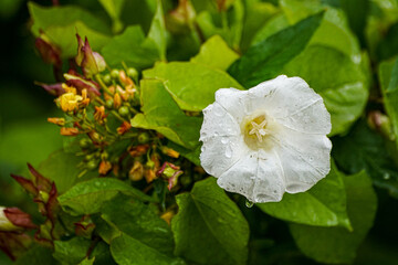 Obraz premium white and yellow flowers