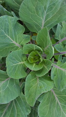 grüner Rosenkohl brassica oleracea gemmifera Kohl Pflanze wächst draußen Nahaufnahme Draufsicht