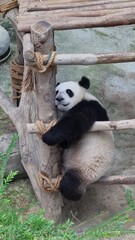 giant panda eating bamboo
