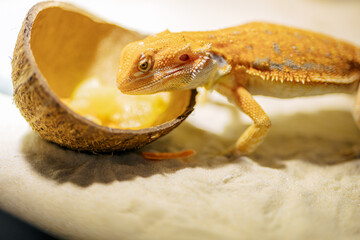 Red bearded Agama iguana eating fresh fruits and carrots in terrarium. Pogona is genus of reptiles. Cute amazing animal from Australia. Content of exotic lizard at home. High quality photo