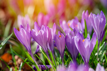 Beautiful wild crocus flowers on green grass on the sunny spring day.