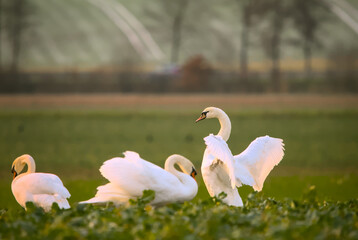 Beautiful white swans in a green field in winter © Brinja