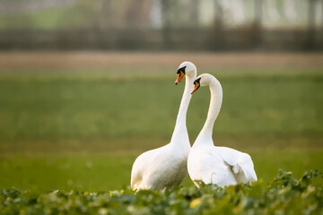 Beautiful white swans in a green field in winter