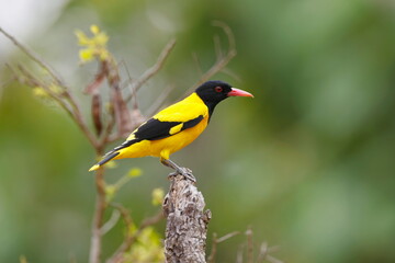Beautiful black and yellow bird, Black-hooded Oriole, Oriolus xanthornus perching on a branch, Žluva Černokápá