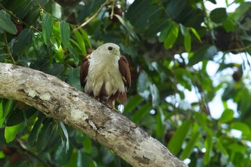 The brahminy kite (Haliastur indus), formerly known as the red-backed sea-eagle luňák brahmínský on the branch