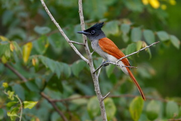 Indian paradise flycatcher, Terpsiphone paradisi is a medium-sized passerine bird native to Asia, It is native to the Indian subcontinent, Central Asia and Myanmar. Lejskovec Rajský, 